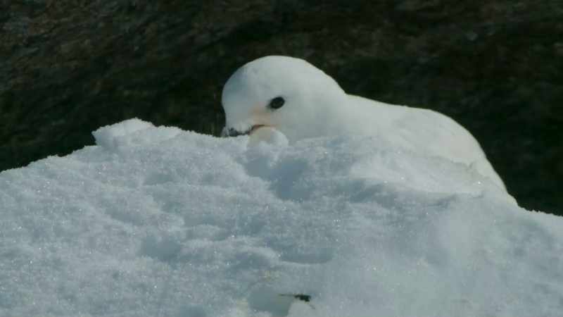 This male gets to work clearing a shallow scrape