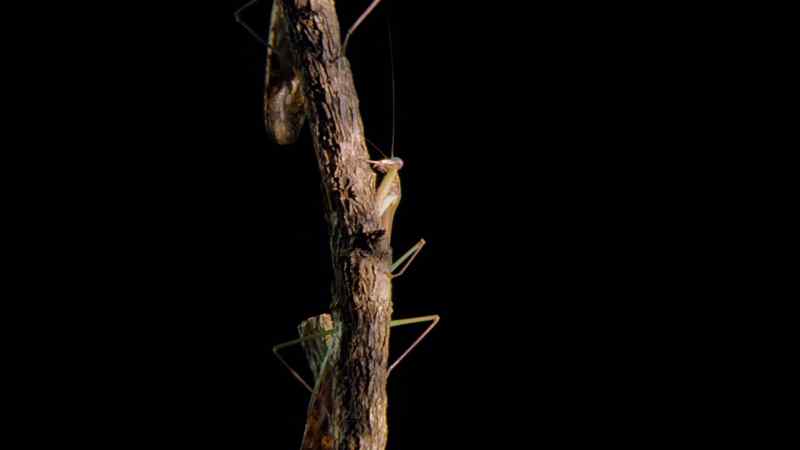 This male mantis, climbing up towards his potential mate