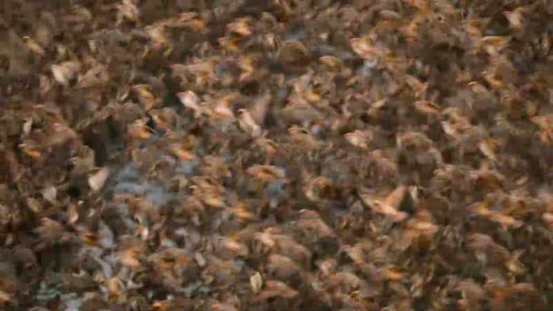 This mass migration builds and builds