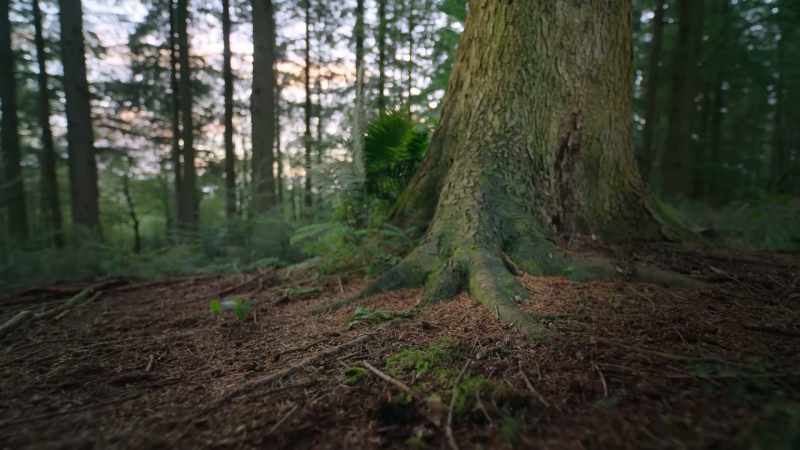This mighty fir will be dead within weeks