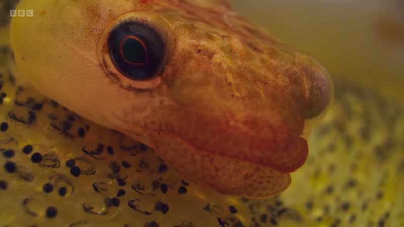 This minute two-centimetre-long male