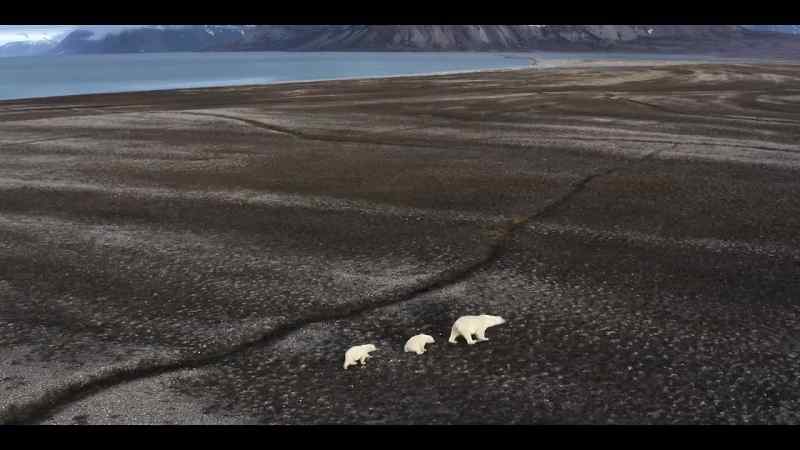 This mom is taking her one-year-old cubs beachcombing