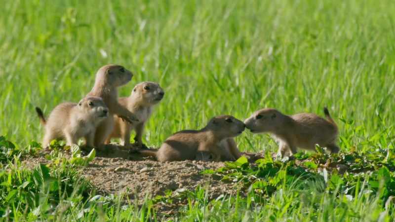 This mother has six pups
