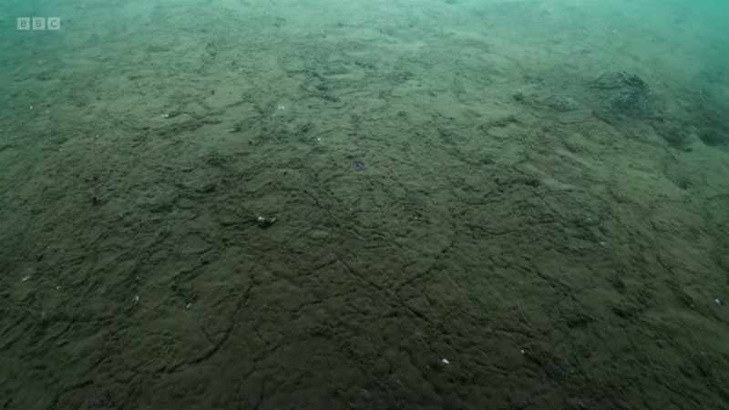 This muddy seafloor is rich in bacteria and algae