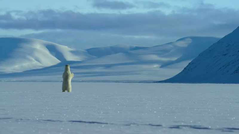 This new, flatter ice makes life difficult for the bears, too