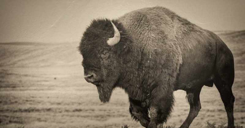 This noble beast