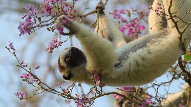 This is not a monkey, but a distant relative, a lemur
