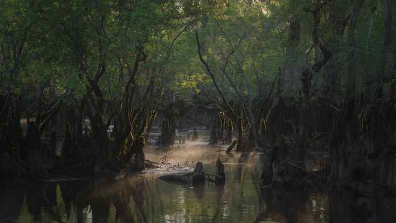 This is now a swamp forest