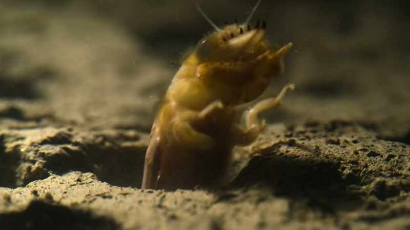 This nymph