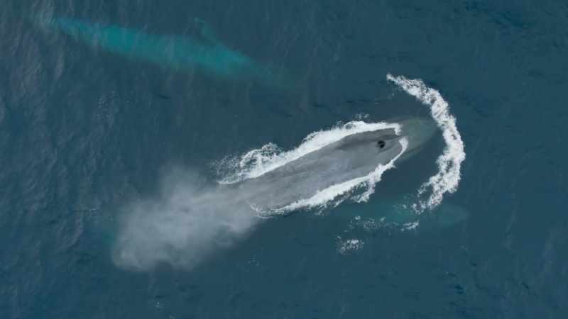 This ocean giant was almost hunted to extinction