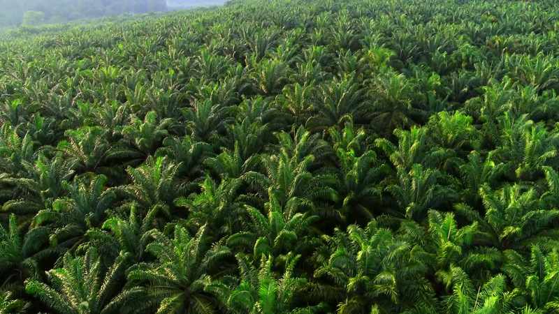 This is oil palm