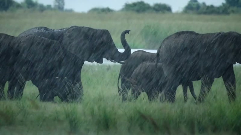 This one-month-old baby elephant's first year