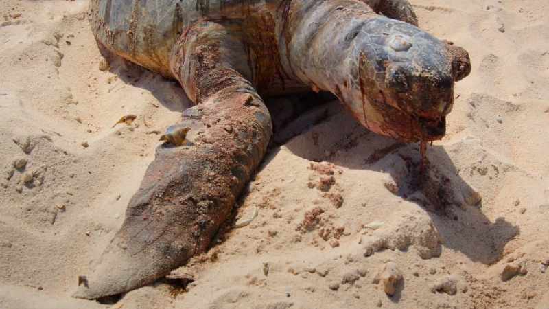 This is one mother who braved everything to lay her eggs