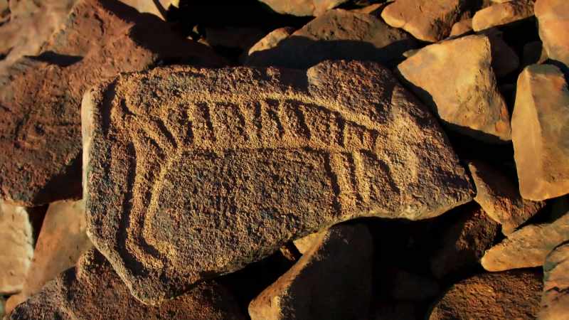 This was one of the continent's biggest animal predators