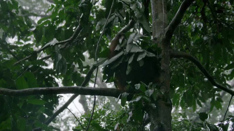 This orang has learnt a lot from her mother;