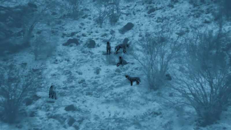 This pack may not have fed for a week