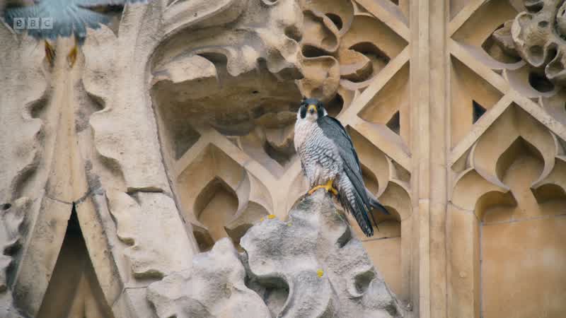 This pair have nested among these spires for ten years
