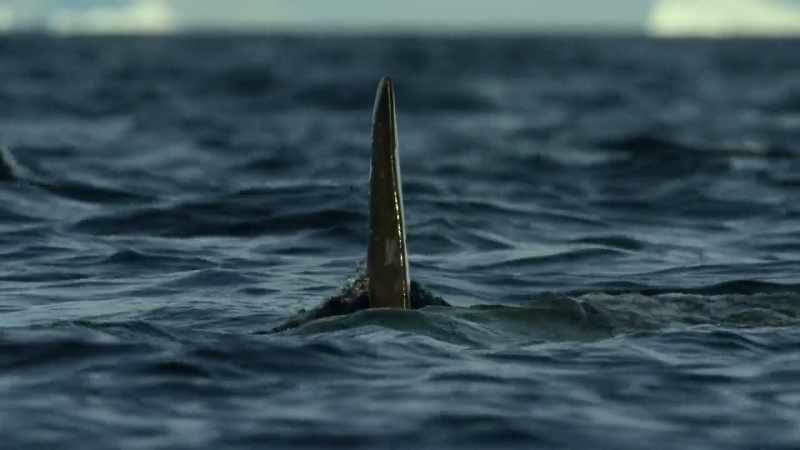 This particular pod specializes in hunting penguins