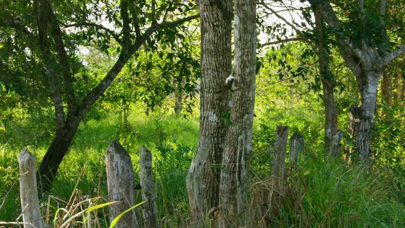 This patch of forest is now isolated