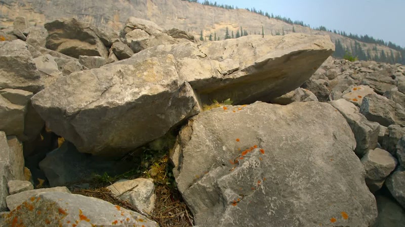 This pika's hay pile is woefully sparse