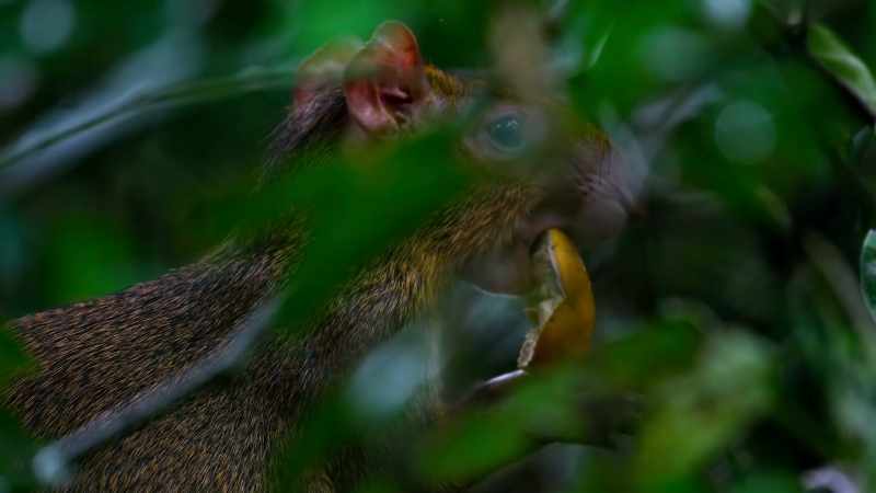 This pint-sized agouti relies on what falls from above
