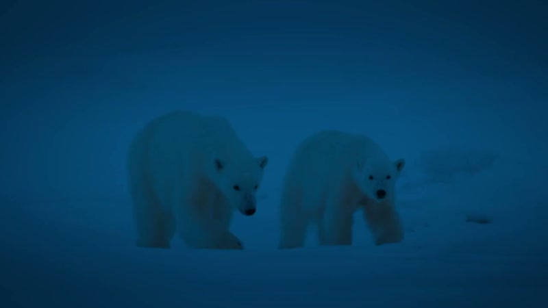 This polar bear mum and cub