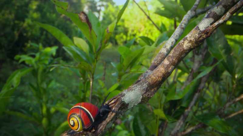 This is Polymita picta, a Cuban painted snail