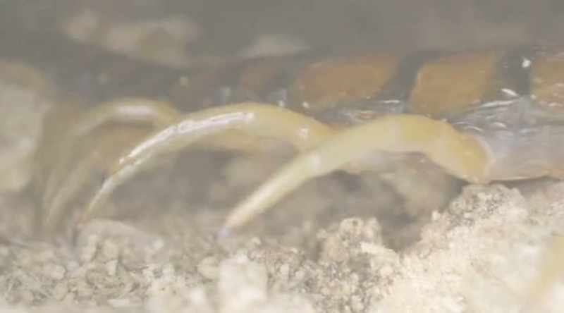 This predatory arthropod kills its prey