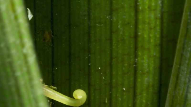 This probing stem belongs to a plant called a bladderwort