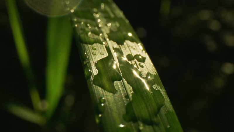 This process, known as photosynthesis
