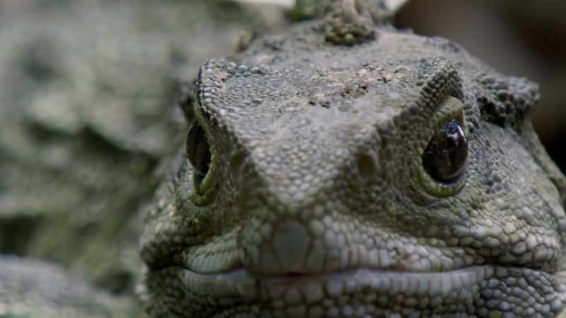This proved that large dinosaurs once lived alongside the tuatara