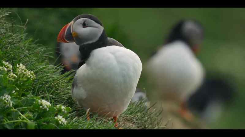 This puffin is waiting for his lifelong partner
