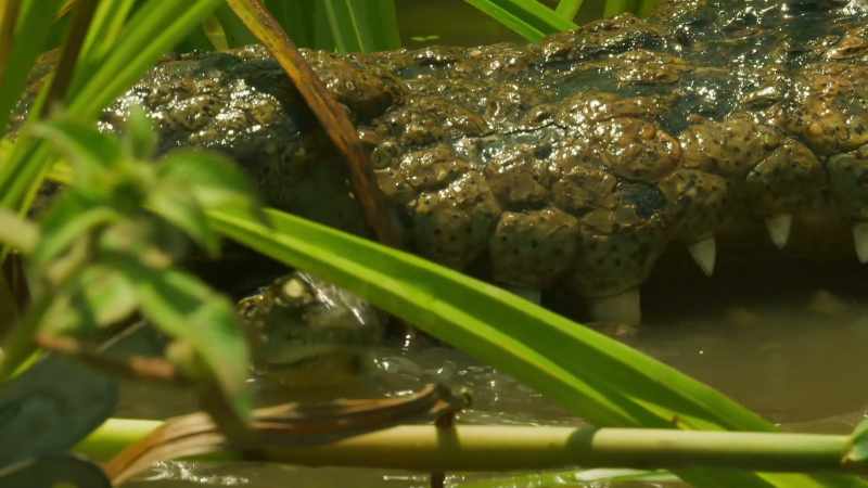 This quiet backwater becomes her nursery