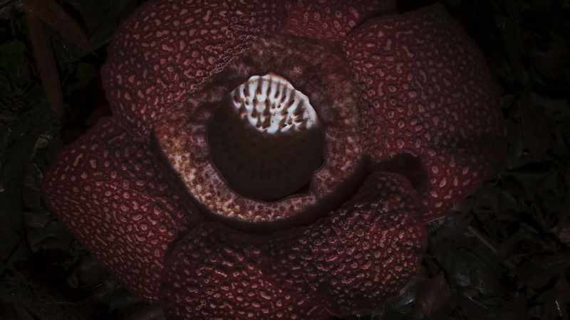 This is rafflesia, the corpse flower