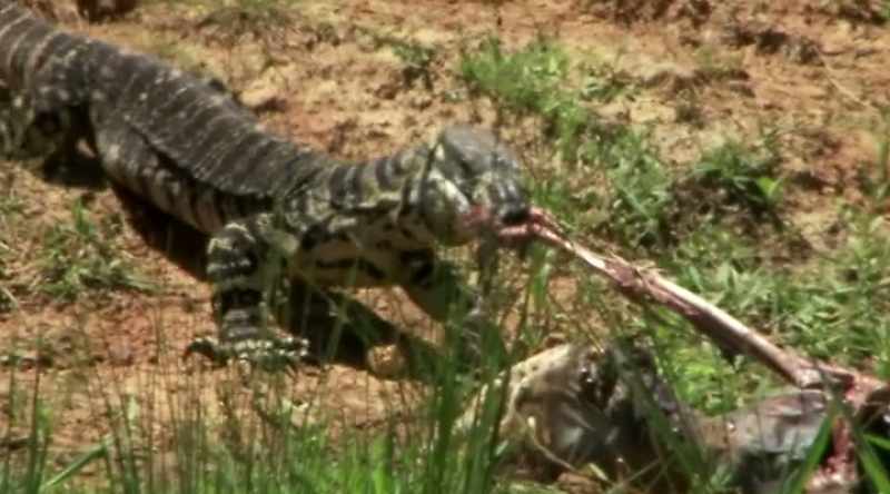 This real-life monster also possesses venom