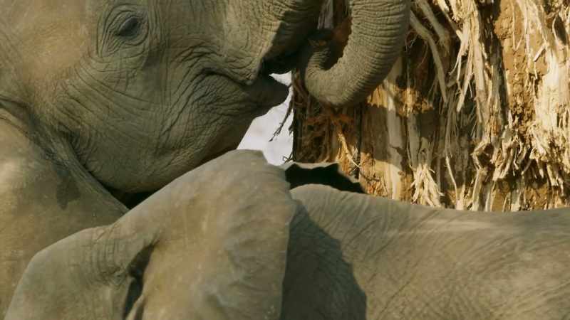 This relationship can only work because baobabs