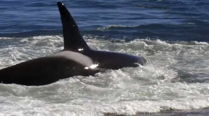 This remarkable adaptation allows orcas to hunt both