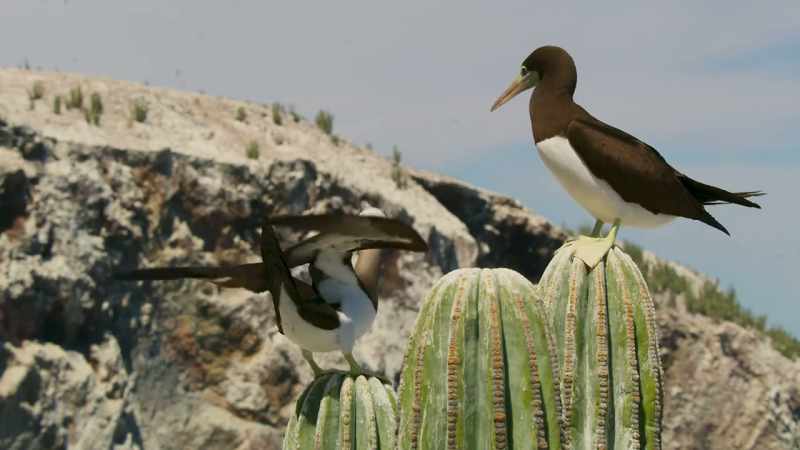 This remote cactus forest is a reminder of the adaptability