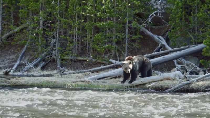 This river is a turbulent place for a first swim
