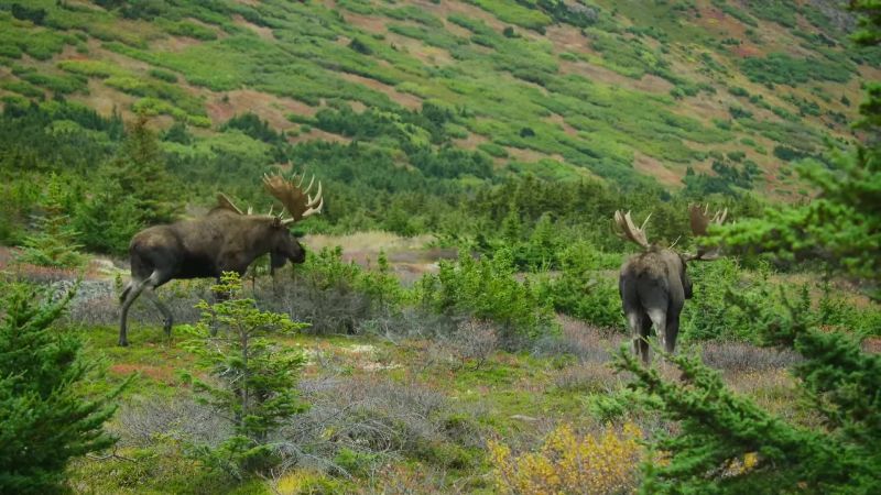 This is rutting season