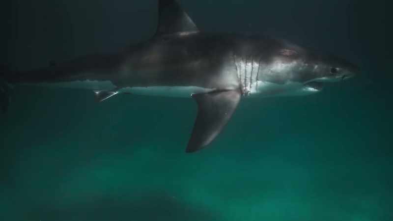 This shark won't need to eat for another few days