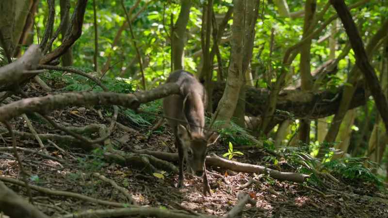 This sika deer is just three feet tall
