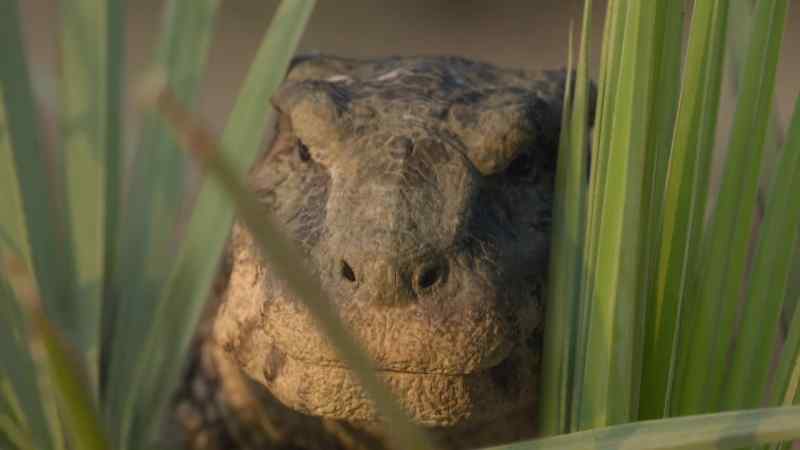 This is Simosuchus