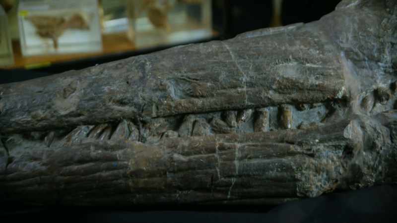 This specimen was found by Mary Anning