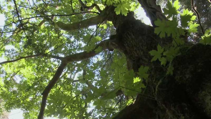 This stately maple senses that the tiny caterpillar