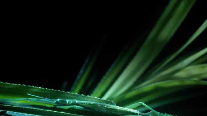This stick insect relies on camouflage to make it invisible