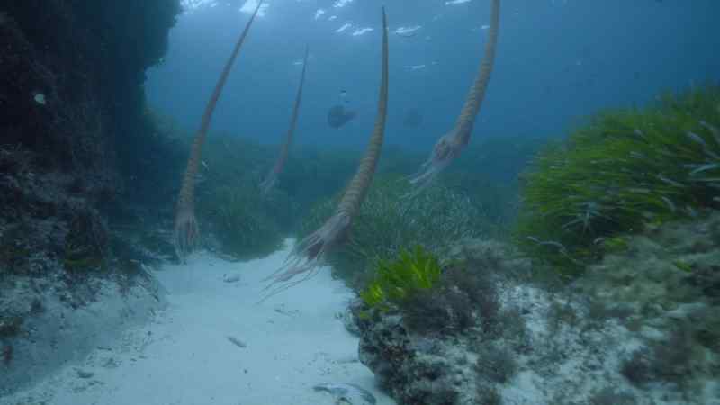This strange, six-foot-long giant is Baculites