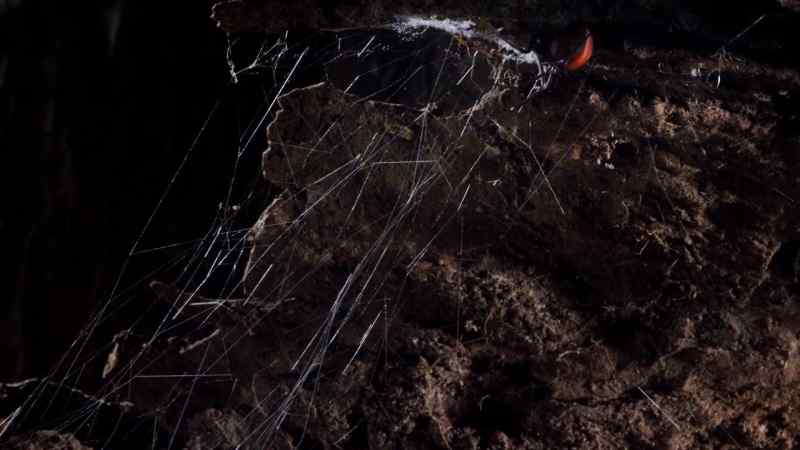 This tangle of silk is the home