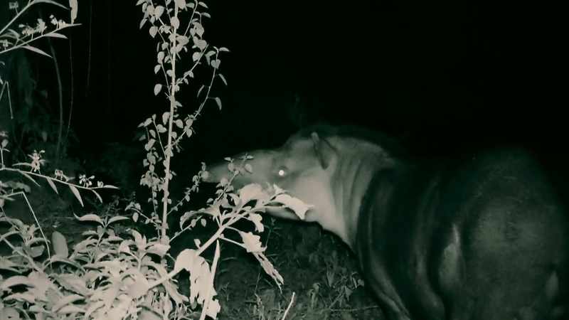 THIS TAPIR MUST BE WHAT MADE THE NOISE LAST NIGHT