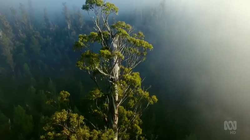 This is Tasmania